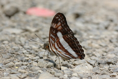 Adelpha malea fundania