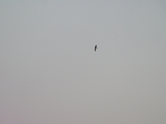 Falco femoralis