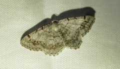 Digrammia ocellinata