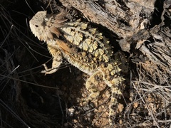 Phrynosoma solare