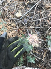 Monardella odoratissima