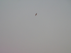 Falco femoralis