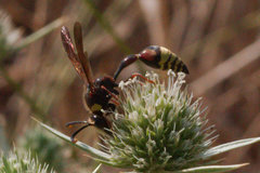 Delta unguiculatum