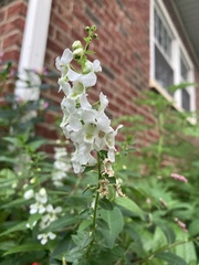 Prostanthera lasianthos