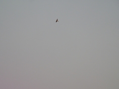 Falco femoralis