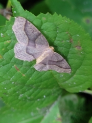 Lambdina fiscellaria