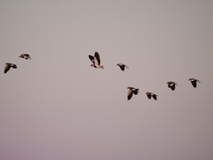Vanellus chilensis