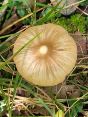 Entoloma strictius