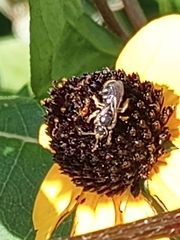 Anthophila
