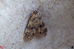 Elophila obliteralis
