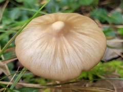 Entoloma strictius