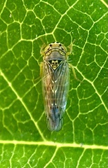 Cicadellidae