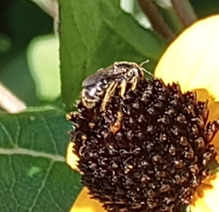 Anthophila