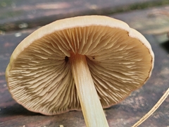 Entoloma strictius
