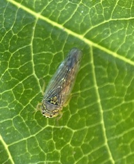 Cicadellidae