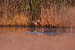 Vanellus chilensis
