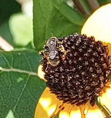 Anthophila