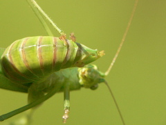 Scudderia curvicauda