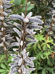 Lupinus polyphyllus
