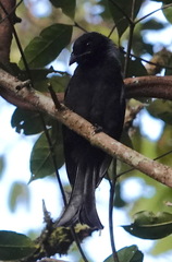 Dicrurus hottentottus