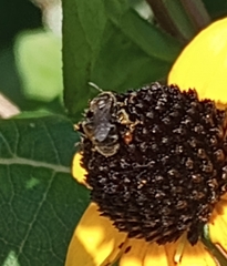 Anthophila