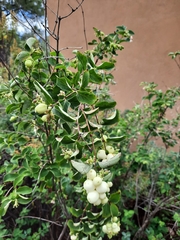Symphoricarpos rotundifolius