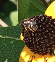Anthophila