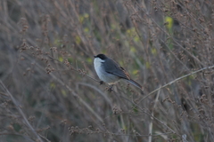Microspingus melanoleucus