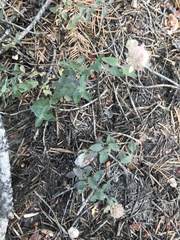 Monardella odoratissima