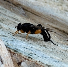 Chalcosyrphus curvaria