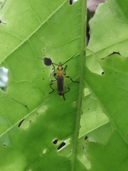 Chauliognathus cinguliventris