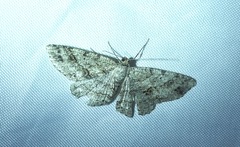 Melanolophia canadaria