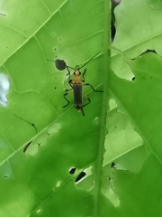Chauliognathus cinguliventris