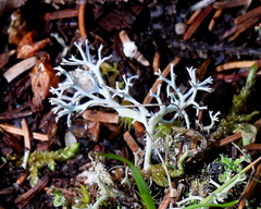Cladonia arbuscula