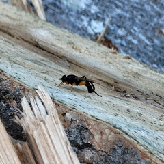 Chalcosyrphus curvaria