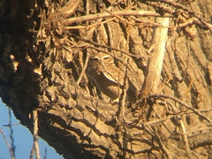 Athene cunicularia