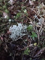 Cladonia rangiferina