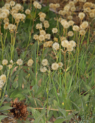 Arnica parryi