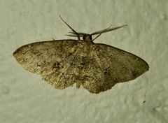 Melanolophia canadaria