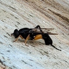 Chalcosyrphus curvaria