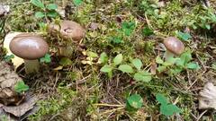 Gomphidius glutinosus