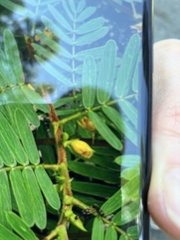 Chamaecrista fasciculata