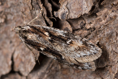 Semioscopis oculella