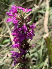 Lythrum salicaria