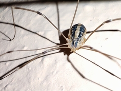 Cosmobunus granarius