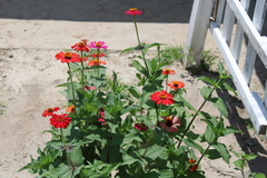 Zinnia elegans