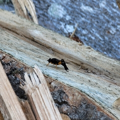 Chalcosyrphus curvaria