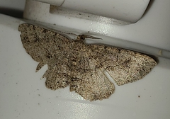Melanolophia canadaria