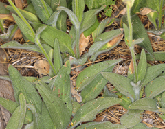 Arnica parryi