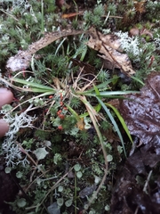 Cladonia cristatella